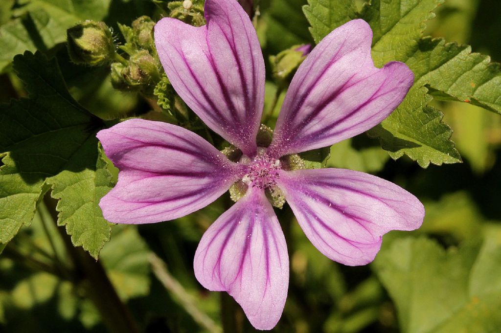 Malva sylvestris / Malva selvatica